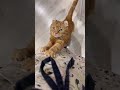 #おんぶ猫ムロ