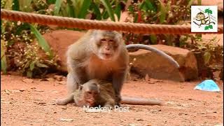 OMG!!!!!.SUPER best monkey mating.//animalsmating.