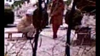 Napokon Su Docekale Prvi Snijeg