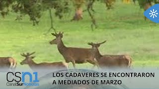 Se investigan las causas de la muerte un centenar de ciervos en la Sierra de Baza