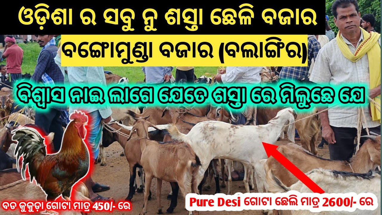 ଓଡ଼ିଶା ର ସବୁନୁ ଶସ୍ତା ଛେଲି ବଜାର Bangomunda Bazar ବିଶ୍ଵାସ ନାଇଲାଗେ ଯେତେ ଶସ୍ତା ରେ ମିଲୁଛେ ଯେ 😱ମାତ୍ରା 2600