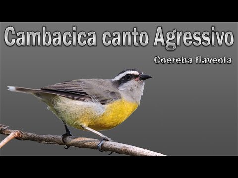 Cambacica: Vídeo mais engraçado do You Tube!!!