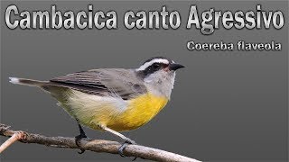 Bananaquit Aggressive recorded live in HQ for teaching puppies!!!!!!! screenshot 5