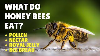 What Do Honey Bees Eat - Honey Bee Diet