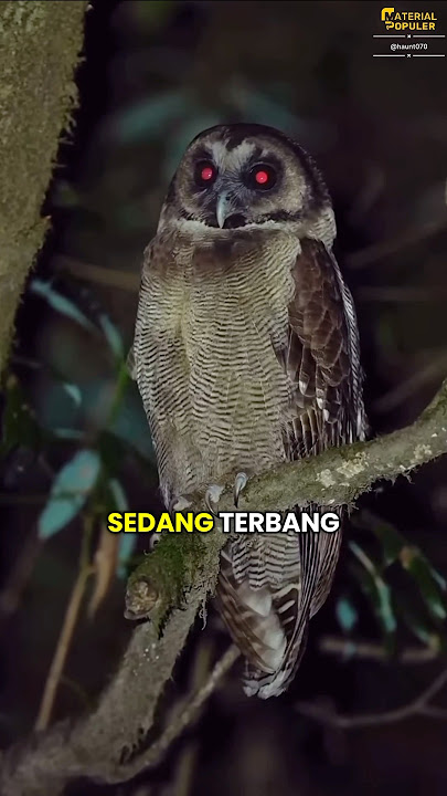 Teknologi Siluman Dari Bulu Burung Hantu #faktaunik