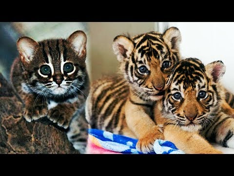 Как выглядят котята через месяц