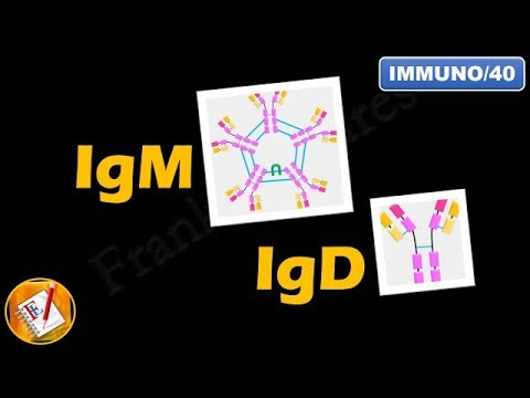 IgM, IgD : ਢਾਂਚਾ, ਵਿਸ਼ੇਸ਼ਤਾ ਅਤੇ ਕਾਰਜ (FL-Immuno/40)