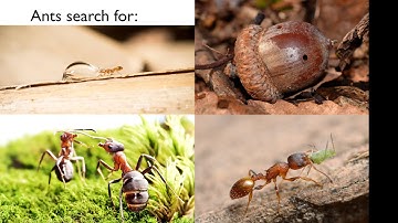 1-Minute Thesis: Ant Search