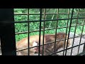 【富士サファリパーク】ジャングルバスでライオンが目の前で餌を食べる [Fuji Safari Park] Lions eat in front of our eyes on a jungle bus