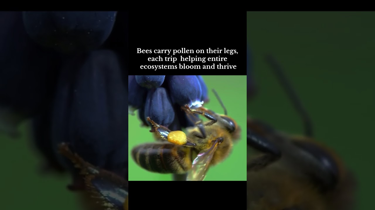 Rulers of the ecosystem!👑 