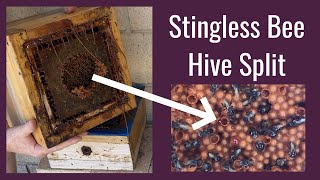 Stingless Bee Hive Split (Hard Split)