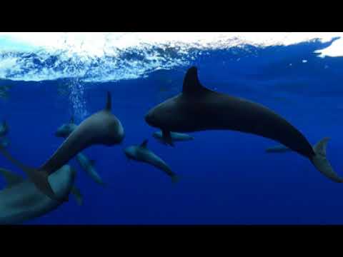 Groupe de dauphins d'Electre (360°) (Séquence 1)