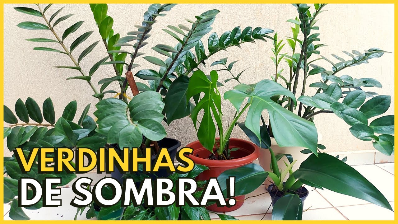 10 PLANTAS DE SOMBRA COM FOLHAS VERDES E BRILHANTES 🥰 - thptnganamst.edu.vn