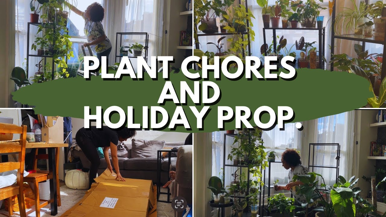 Plant chores and preparing my plant for a holiday leaving my plants