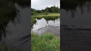 2 year old bitch on a blind across water
