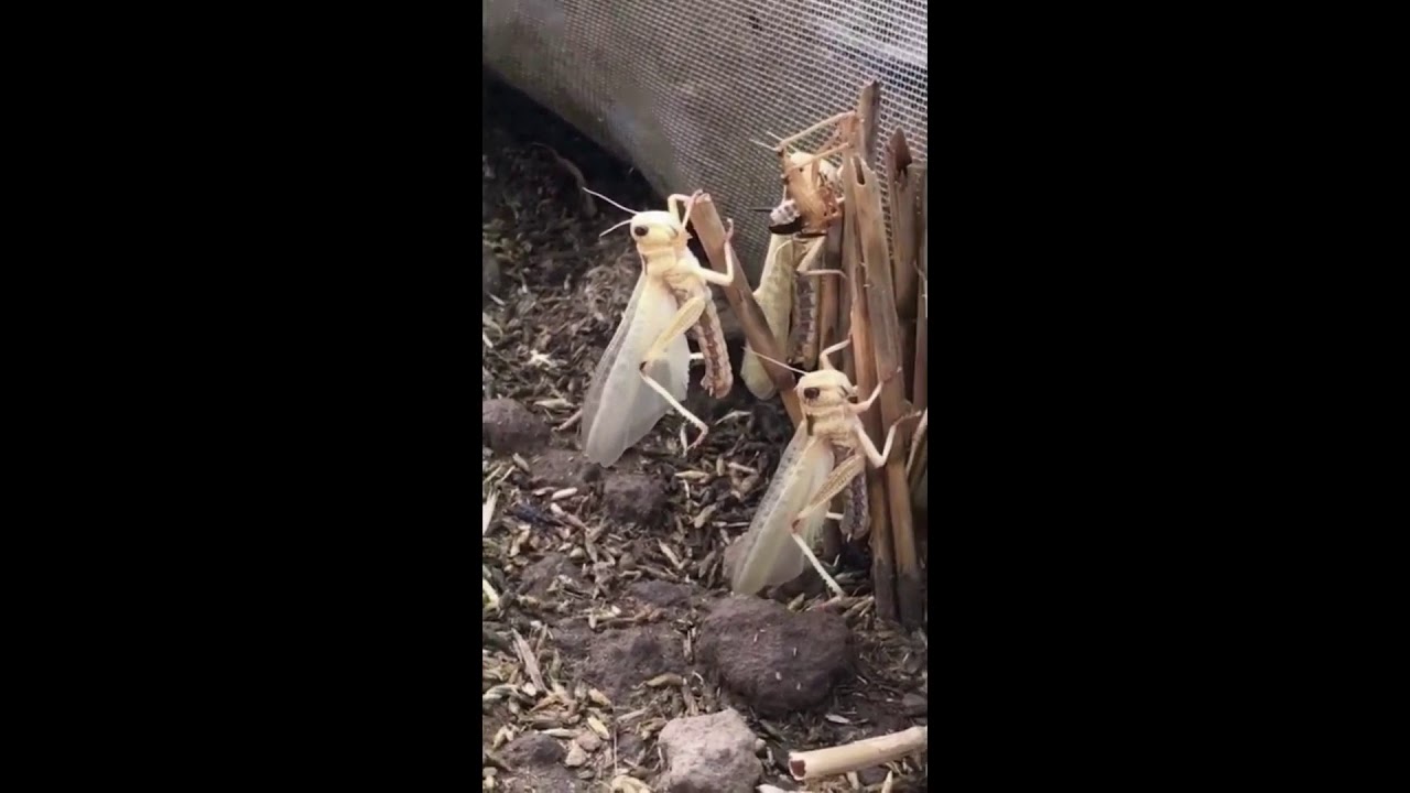 Amazing food from unfarmable - Grasshopper farming