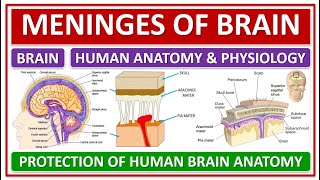 MENINGES OF BRAIN, PROTECTION OF HUMAN BRAIN, HUMAN ANATOMY & PHYSIOLOGY, CEREBROSPINAL FLUID, CSF