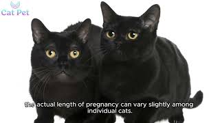 how many months are female cats pregnant?