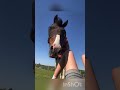 Thank you so much everyone 🤍 #equestrianjourney #horse #equestrian #horseriding #pony #thankyou