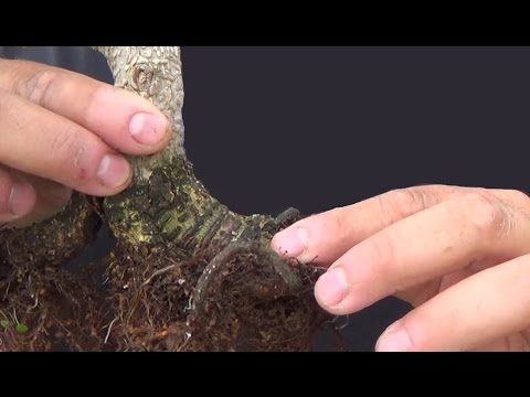Bonsai Zero Ficus - Trasplante (otra vez) bonsai bosque de la armonia