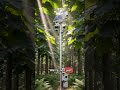 The Paulownia Leapfrog Solution - Losing 4500 Acres Per hr Gaining 300 Acres Per hr Balances Scales