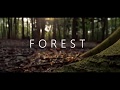 Forest - Shot on Sony HX400V