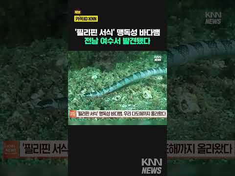 필리핀에 있어야 되는데? #shorts