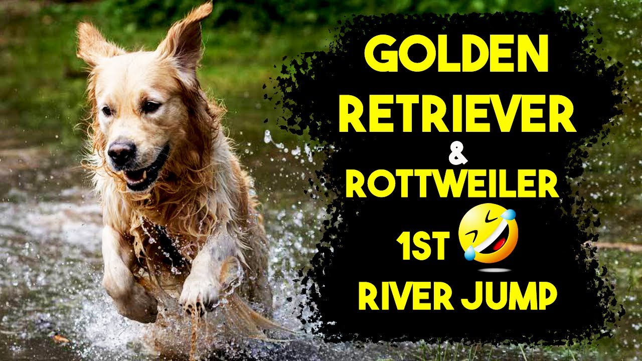 Dogs' First Ever River Swim | Funny Experience | Tamil