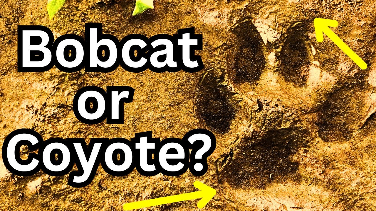 Learn Animal Tracking in 5 Minutes - YouTube