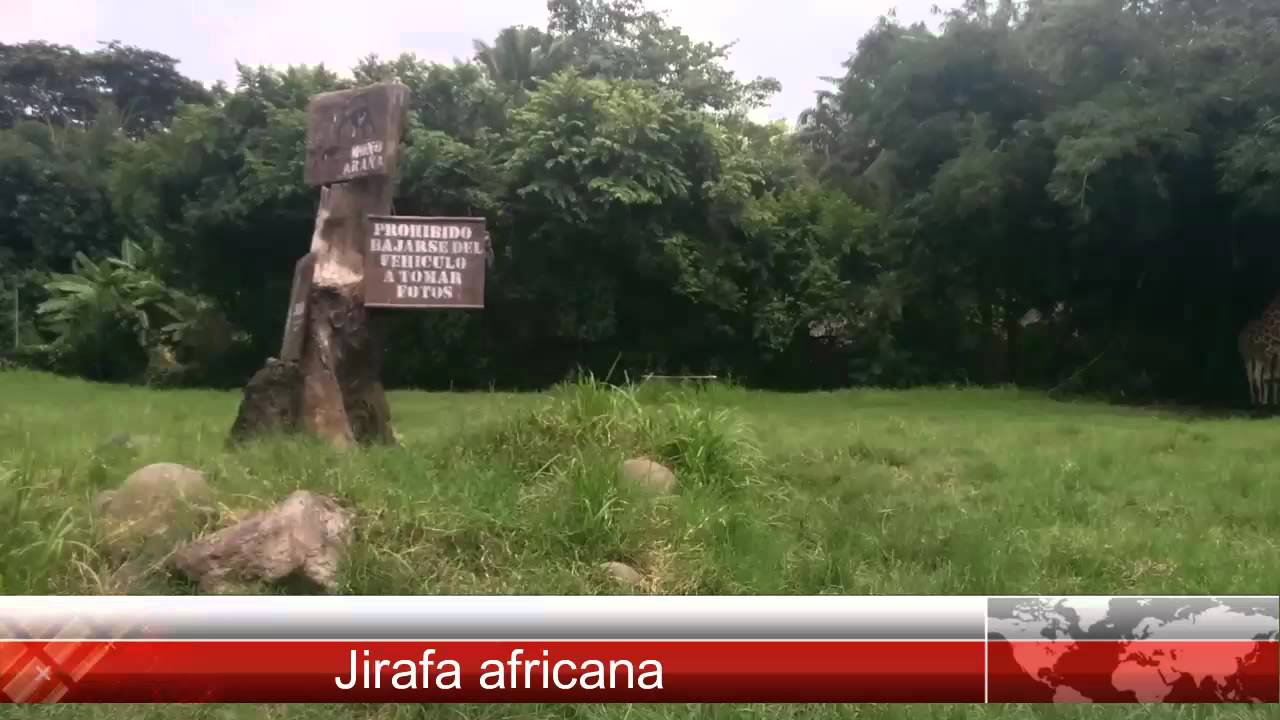 Safari Chapín (AutoSafari)
