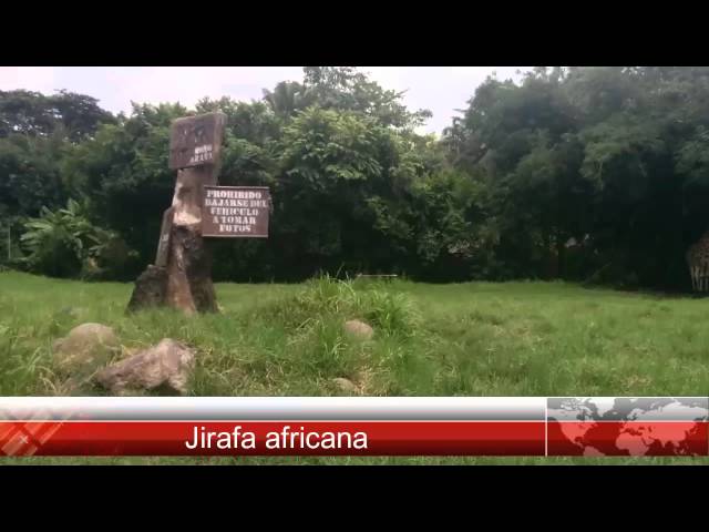 Safari Chapín (AutoSafari)
