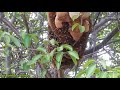Abelhas italiana | enxame de abelhas em árvore pereiro