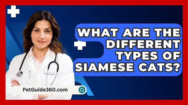 What Are The Different Types Of Siamese Cats? - PetGuide360.com