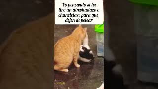 jajajaja estos michis 😂 #catshorts #cat #pets #catlovers #funnycats #humor #funnycatvideos