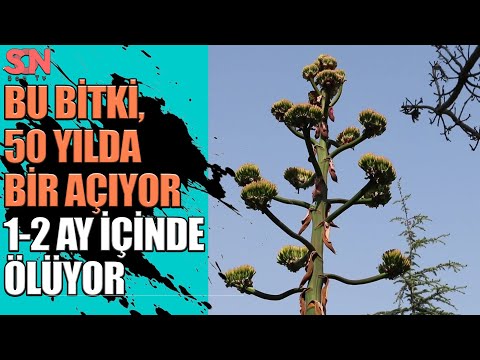 ‘Agave’ bitkisi, ömründe bir kez çiçek açması ve ardından ölmesiyle dikkat çekiyor