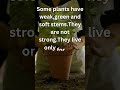 What are herbs? #plants #learnscience #herbs #shorts