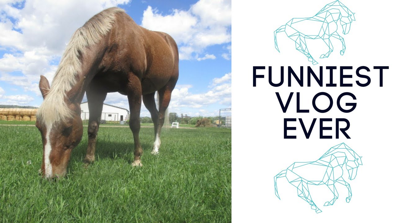 Funniest Horse Vlog Ever/What My Channel Is All About YouTube