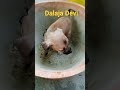 Dalaja Devi న చ స త న న క ద ద చ డ లన ప స త ద ద వ డ అ ద గ ప ట ట చ డ Street Dog Lovers