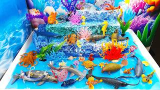Learn Names Of Marine And Coral Reef Animals -Diy Diorama-Sea Animals Encyclopedia