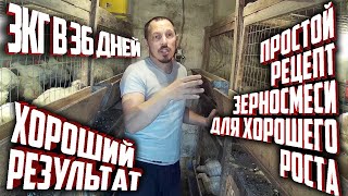 (ч.5)Вес Бройлера в 36 дней 3 кг! Идеальный рецепт зерносмеси для роста.