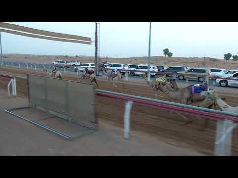 ميـدان الذيد شـ1 حقاقة 24 08 2024 مشكورة لـ محمد عوض عمير الكتبي التوقيت 6 27 78 