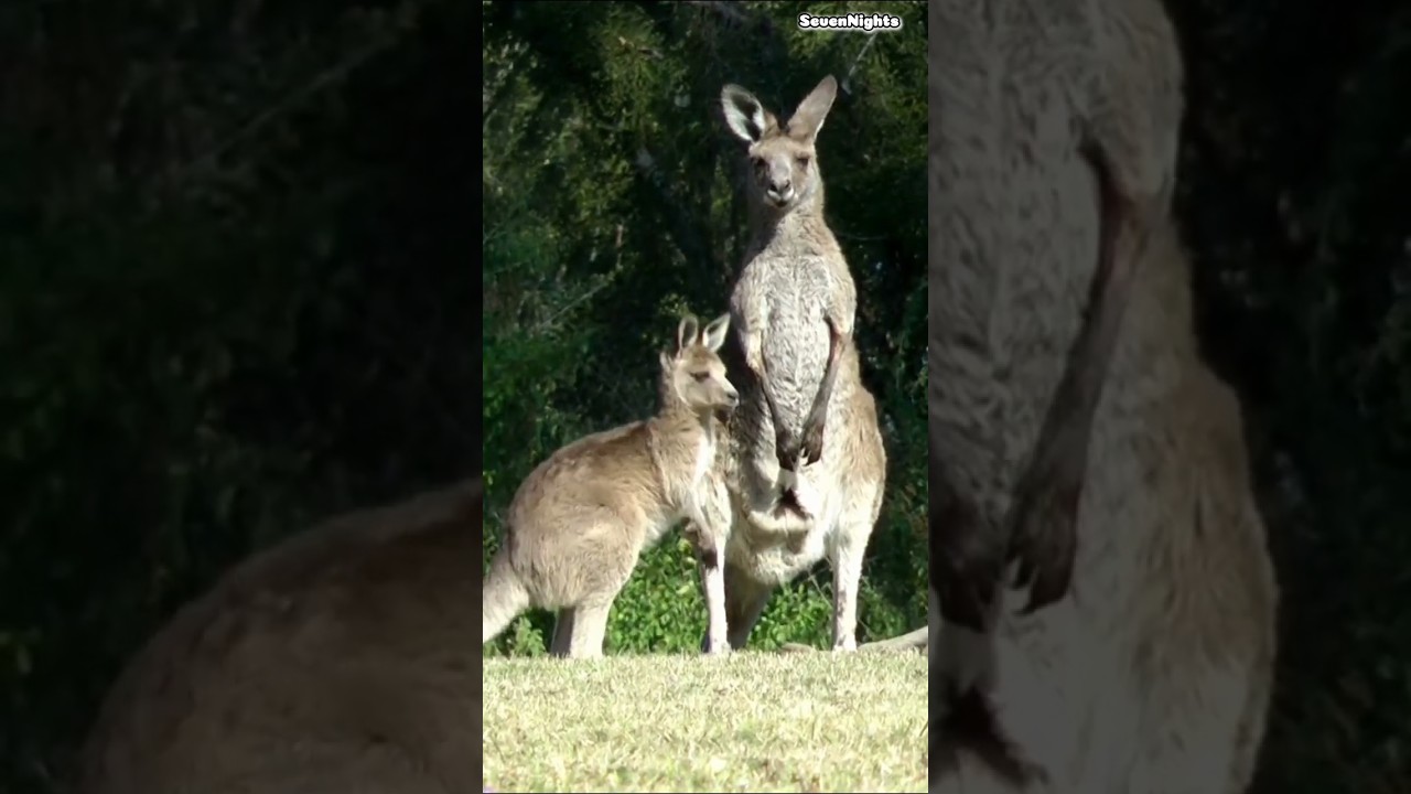 Kangaroo Gym Fights in Australia 