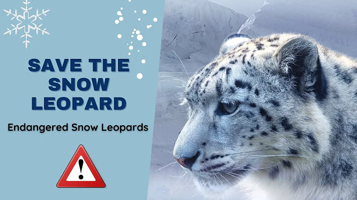 Are Snow Leopards going Extinct?| How to Save the Endangered Species. |Snow Leopards | Silent Hunter