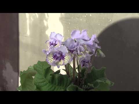 Video: Streptocarpus Dimetris: Popis šľachtenia Odrôd DS-Smoke A DS-1290, DS-1755 A DS-1719, DS-Eternity A ďalších