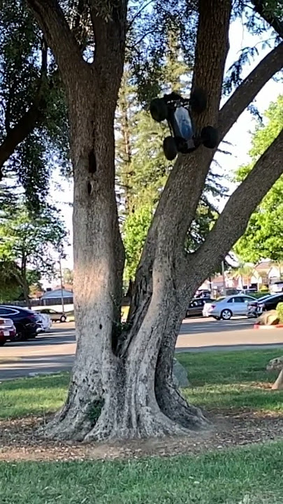 Notorious tree flippin 🔥