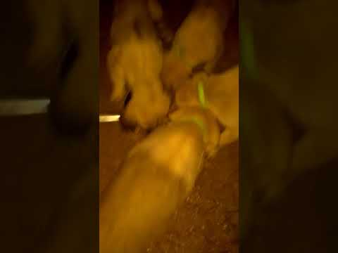 Video: Bağımlılık Gıdaları Hatırlatıyor Seçilmiş Konserve Köpek Maması Ürünleri