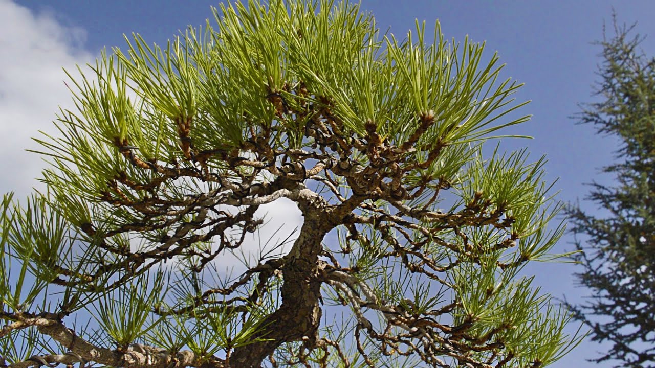 Japanese Black Pine Autumn work - Arkefthos Bonsai