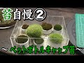 #3【苔自慢　第２回】石倉家 オリジナル「ペットボトルキャップ苔」
