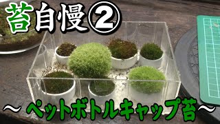 #3【苔自慢　第２回】石倉家 オリジナル「ペットボトルキャップ苔」