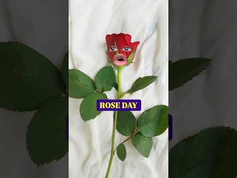 Rose day on Valentine's Week